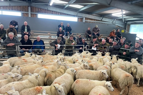 Store Sheep